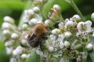 Bee on Flowers, Ponteland
